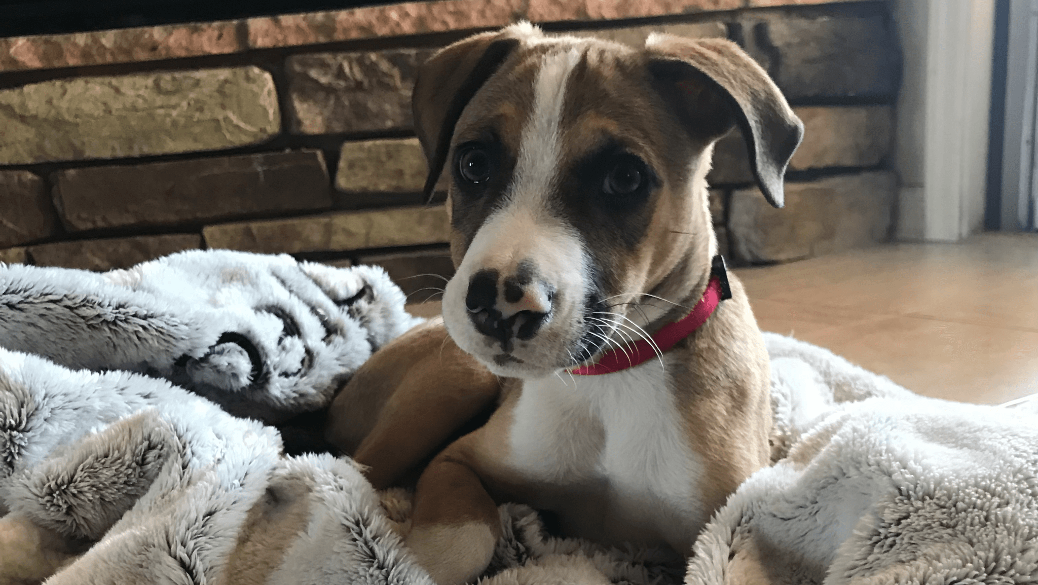 A plum and white puppy resting on a soft cream blanket by a stone fireplace.